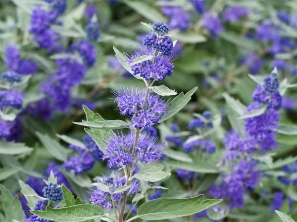 L288-barbula-klandonska-sterling-silver-3 Barbula klandońska STERLING SILVER - sadzonki