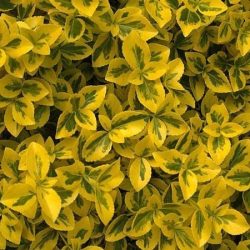 Trzmielina Fortunea EMERALD'N GOLD - sadzonki