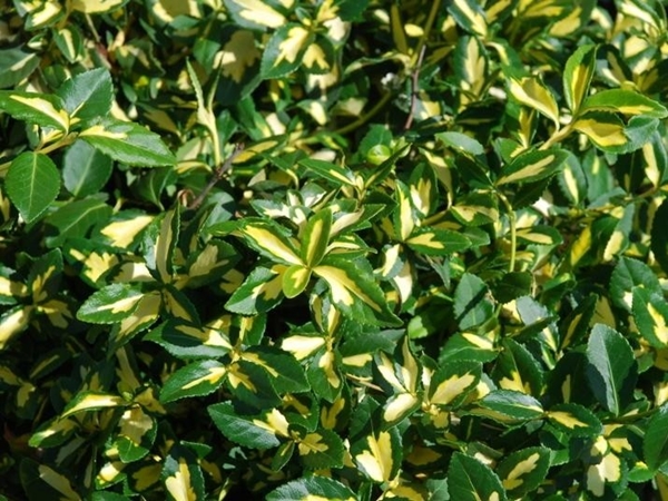 Trzmielina Fortunea SUNSPOT - sadzonki