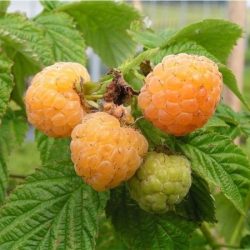 Malina żółta GOLDEN QUEEN - sadzonki