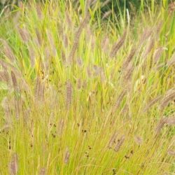 Rozplenica japońska HAMELN GOLD - sadzonki