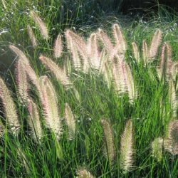 Rozplenica japońska COMPRESSUM - sadzonki