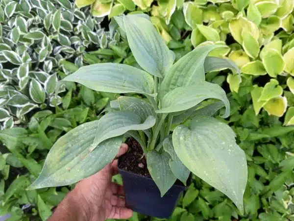 funkia-hosta-fragrant-blue-sadzonki-w-doniczkach-p11