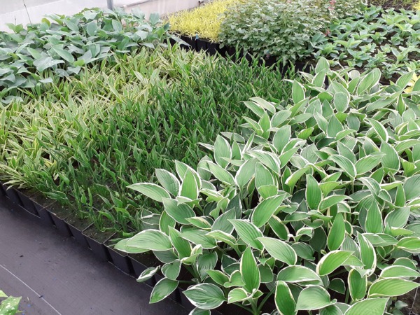 Funkia (hosta) - sadzonki w doniczkach