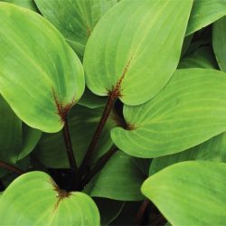 Funkia (hosta) PURPLE HEART - sadzonki w doniczkach