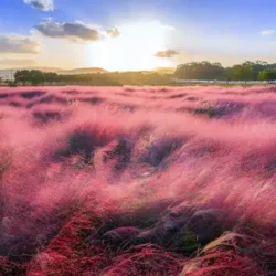 Przyostnia włosowata (muhlenbergia) - sadzonki