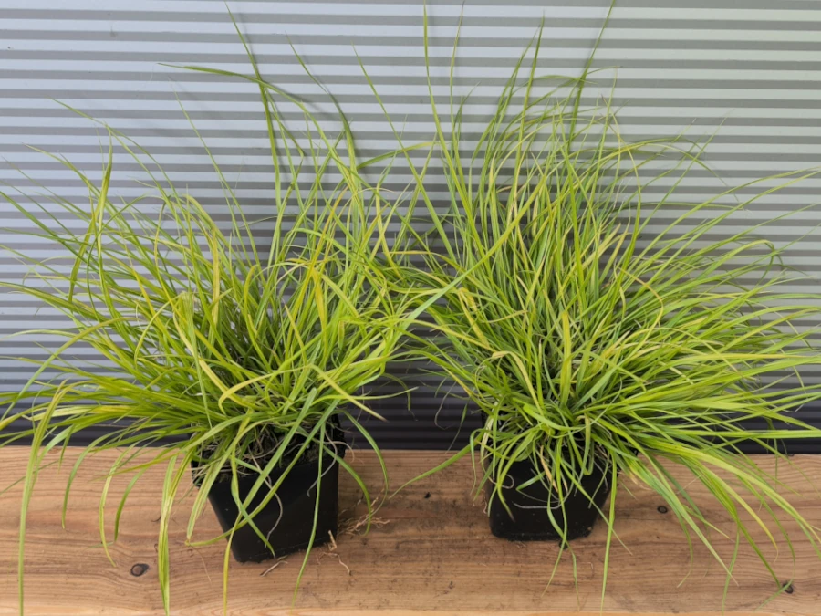 Rozplenica japońska HAMELN GOLD - sadzonki w doniczkach P11