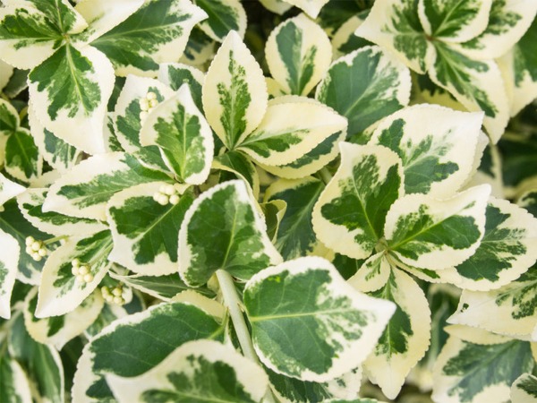 trzmielina-fortunea-emerald-gaiety-sadzonki-5-cc Trzmielina Fortunea EMERALD GAIETY - obrazek 1