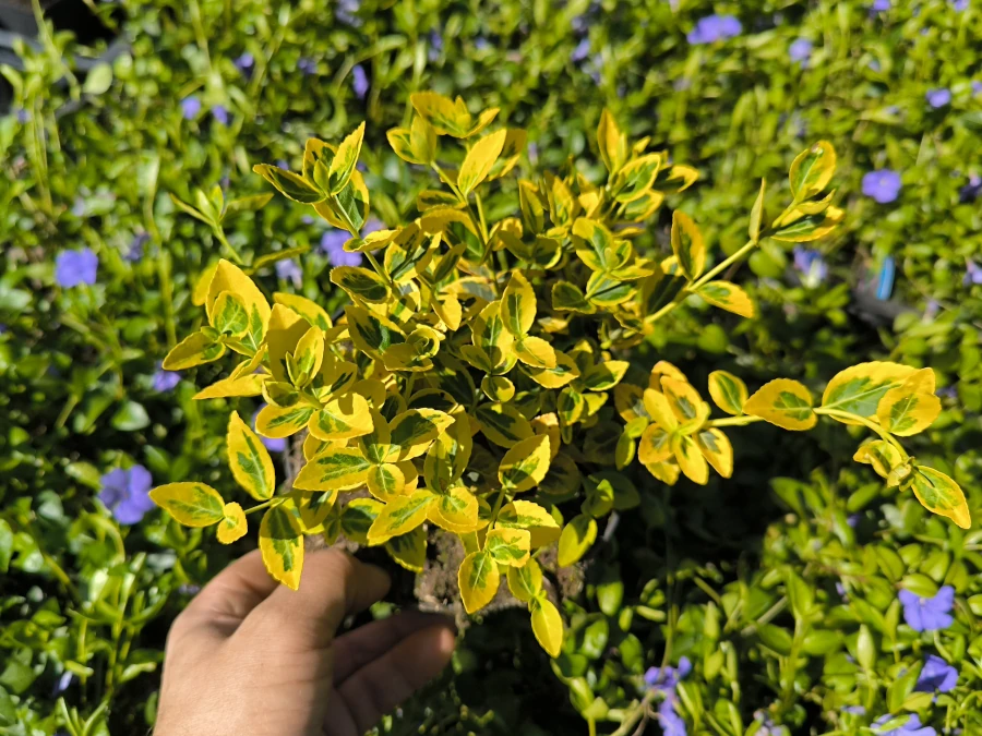 Trzmielina Fortunea EMERALD'N'GOLD - Sadzonki w doniczkach C1,5