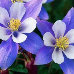 Orlik ogrodowy BLUE STAR - sadzonki