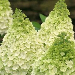 Hortensja bukietowa MAGICAL MOONLIGHT - sadzonki