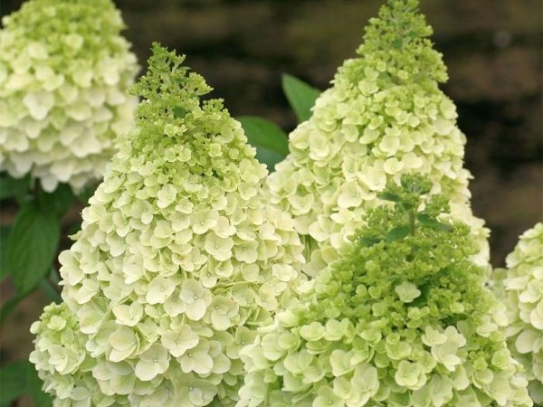 L297-hortensja-bukietowa-magical-moonlight-2 Hortensja bukietowa MAGICAL MOONLIGHT - sadzonki