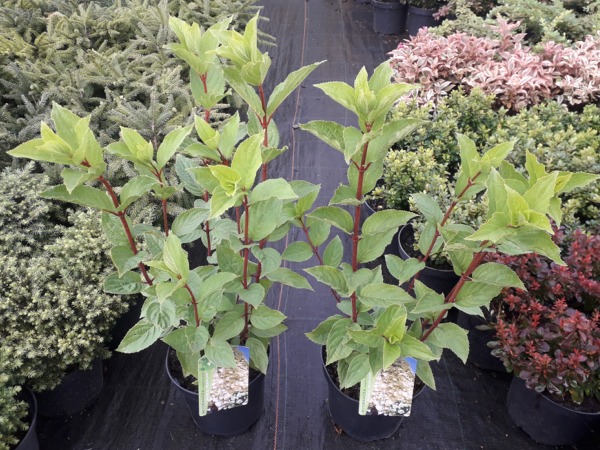 L297C20-hortensja-bukietowa-magical-moonlight-sadzonki Hortensja bukietowa MAGICAL MOONLIGHT - sadzonki C3