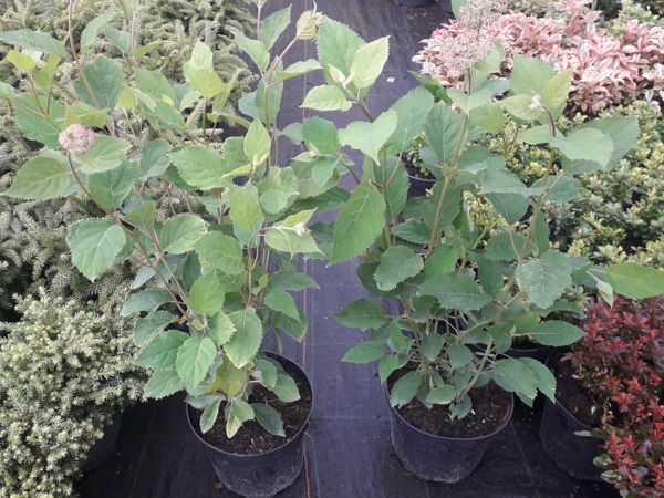 Hortensja krzewiasta PINK ANNABELLE - sadzonki C3