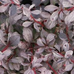 Berberys ottawski SILVER MILES - sadzonki