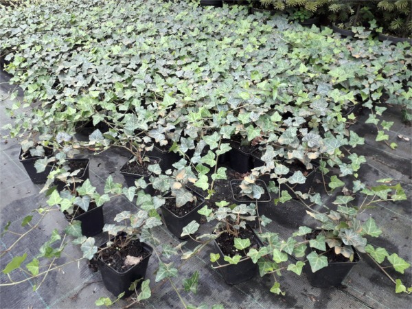 Bluszcz pospolity - sadzonki P9