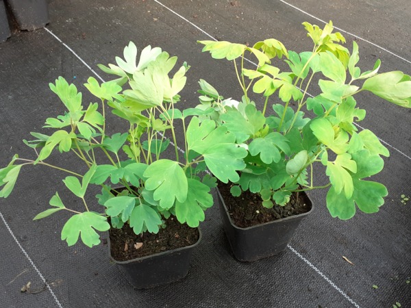 Orlik ogrodowy BLUE STAR - sadzonki w doniczkach P9