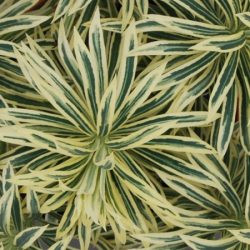 Wilczomlecz błękitnawy TASMANIAN TIGER - sadzonki w doniczkach