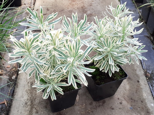 Wilczomlecz błękitnawy TASMANIAN TIGER - sadzonki w doniczkach P11