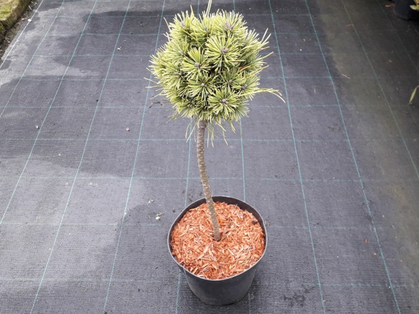 Sosna kosodrzewina OPHIR na pniu - sadzonki w doniczkach C3