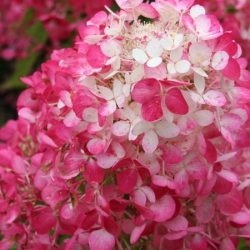 Hortensja bukietowa 'Diamant Rouge' RENDIA - sadzonki w doniczkach C3