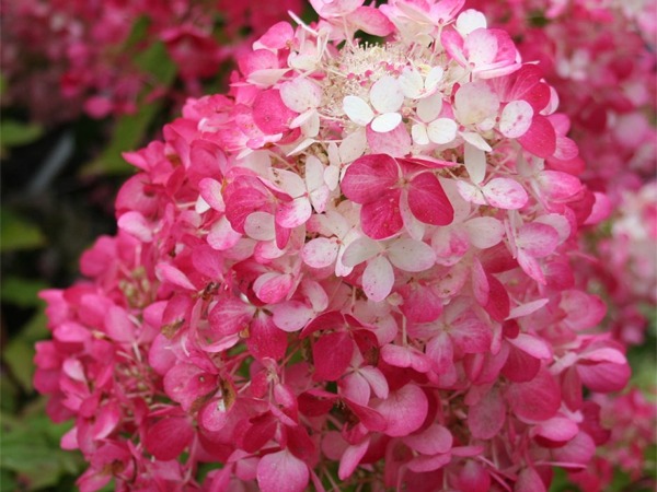 Hortensja bukietowa 'Diamant Rouge' RENDIA - sadzonki w doniczkach C3