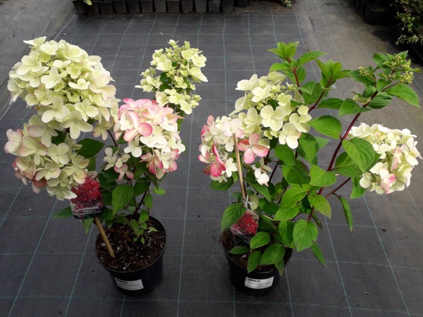 Hortensja bukietowa 'Diamant Rouge' RENDIA - sadzonki w doniczkach C3