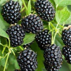 Jeżyna bezkolcowa POLAR - sadzonki