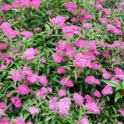 Tawuła japońska ANTHONY WATERER - sadzonki