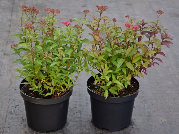 Tawuła japońska ANTHONY WATERER - sadzonki w doniczkach C2