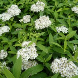 Tawuła japońska ALBIFLORA - sadzonki