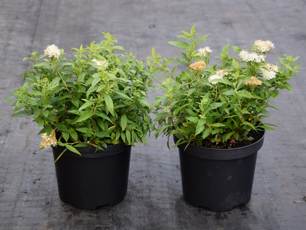 Tawuła japońska ALBIFLORA - sadzonki w doniczkach C2