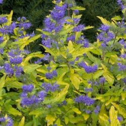 Barbula klandońska HINT OF GOLD - sadzonki