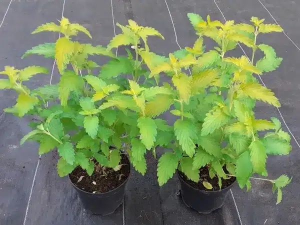 Barbula klandońska HINT OF GOLD - sadzonki w doniczkach C2