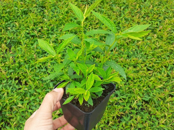 Tawuła japońska ALBIFLORA - sadzonki w doniczkach P9