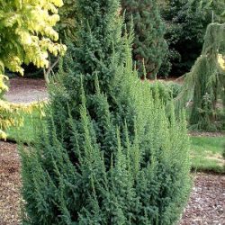 Jałowiec Pinga LODERI - sadzonki