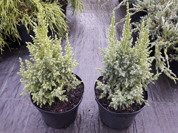 Jałowiec Pinga LODERI - sadzonki w doniczkach C3