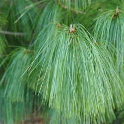 Sosna himalajska (Pinus wallichiana) - sadzonki