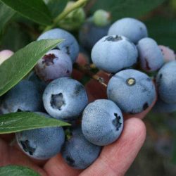 Borówka amerykańska DENISE BLUE - sadzonki 3-letnie w doniczkach C2
