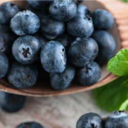 Borówka amerykańska SIERRA - sadzonki 3-letnie w doniczkach C2