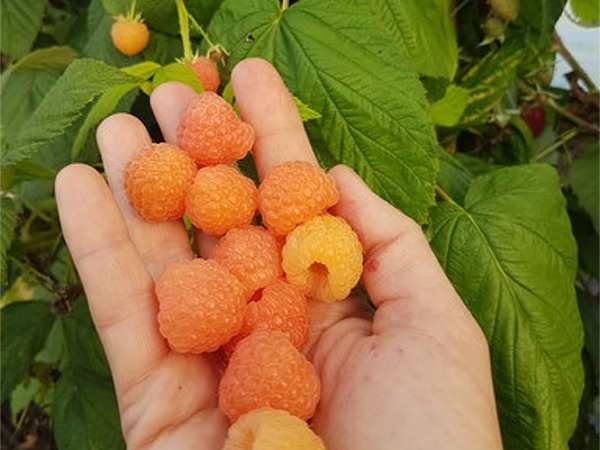 L310-malina-powtarzajaca-zolta-jantar-3 Malina żółta JANTAR - sadzonki w doniczkach P11