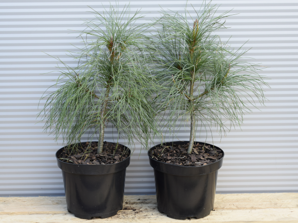 sosna-himalajska-c3 Sosna himalajska - sadzonki w doniczkach C3