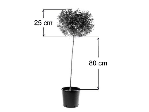 Żywotnik zachodni SMARAGD - kula na pniu PA80+