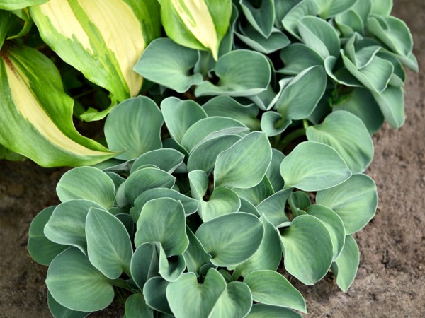 hosta-funkia-blue-mouse-ears-1-cc Funkia BLUE MOUSE EARS - obrazek 1