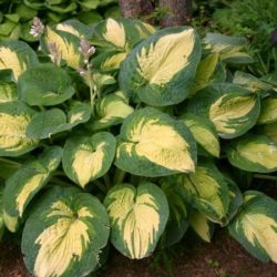 Funkia (hosta) GREAT EXPECTATIONS - sadzonki