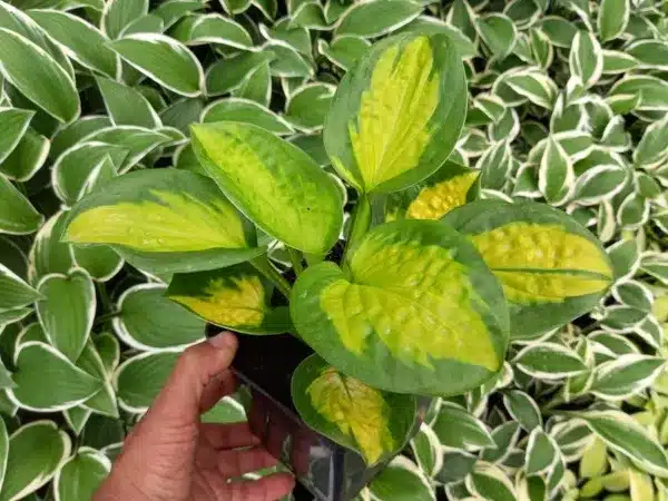 Funkia (hosta) GREAT EXPECTATIONS - sadzonki w doniczkach P13