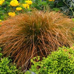 Turzyca ceglasta (carex) PRAIRIE FIRE - sadzonki