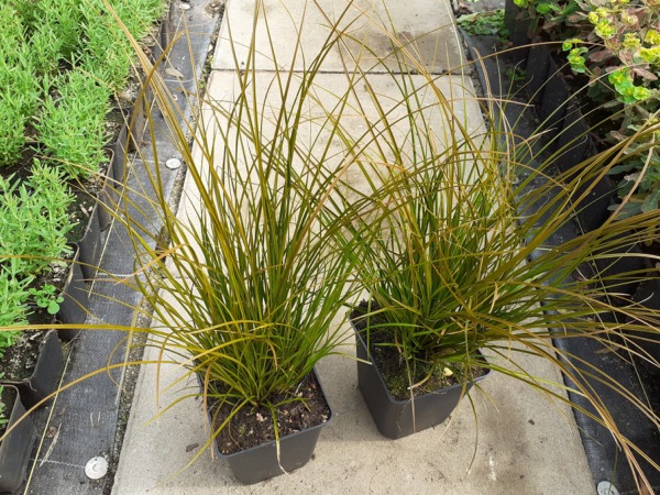 Turzyca ceglasta PRAIRIE FIRE - sadzonki w doniczkach P11