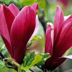 Magnolia purpurowa NIGRA - sadzonki