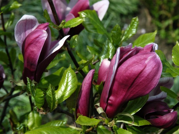 Magnolia purpurowa NIGRA - sadzonki